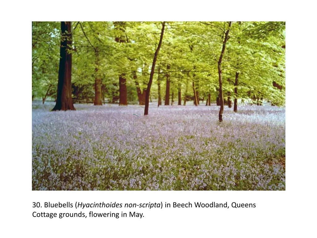 30 bluebells hyacinthoides non scripta in beech