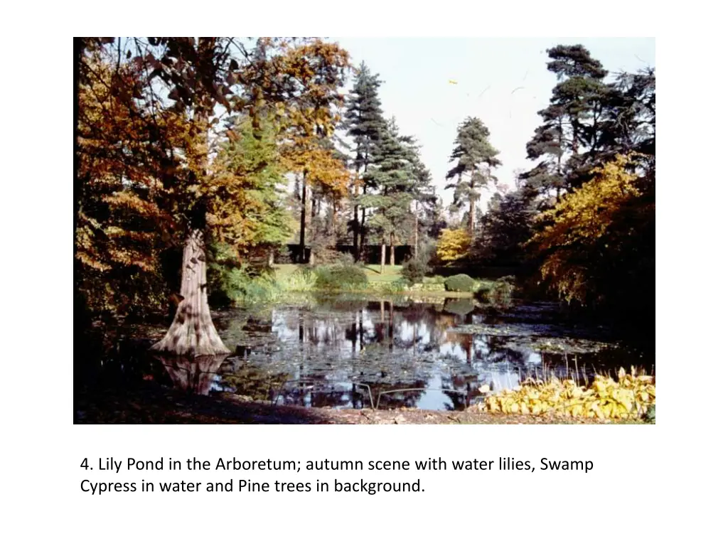 4 lily pond in the arboretum autumn scene with