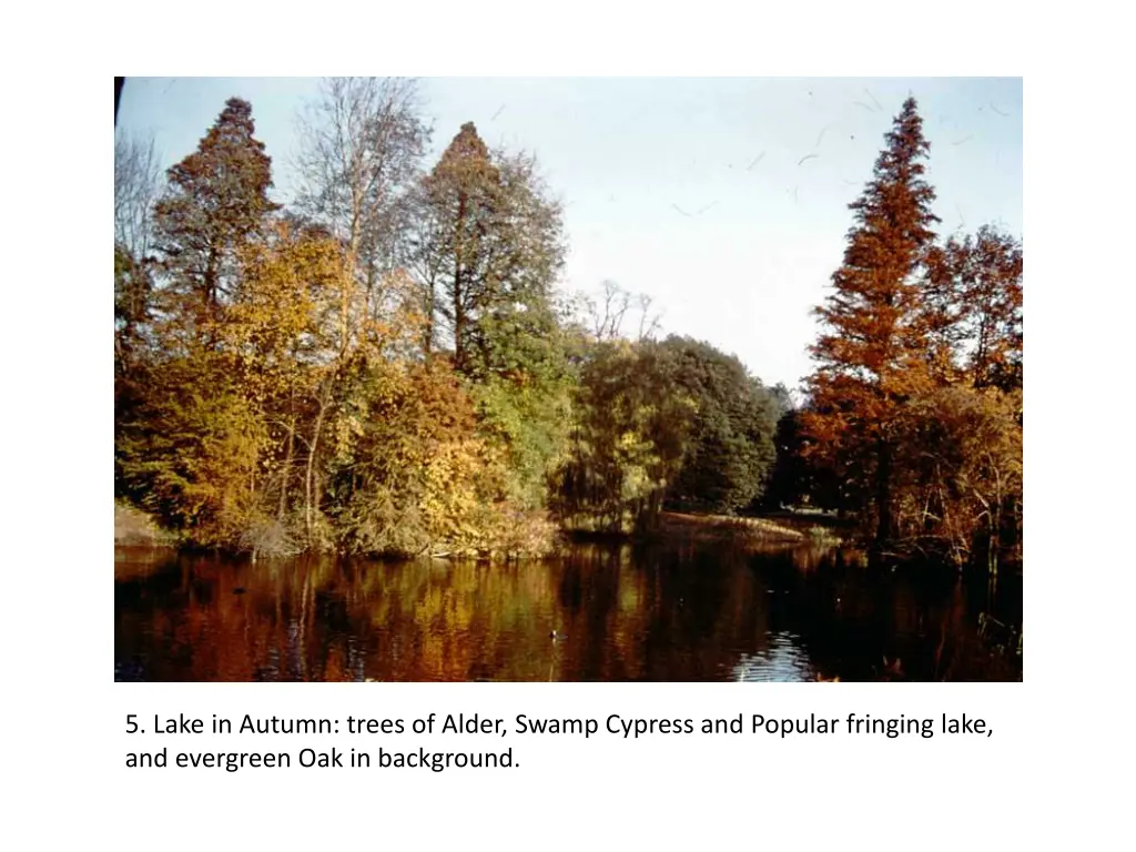 5 lake in autumn trees of alder swamp cypress