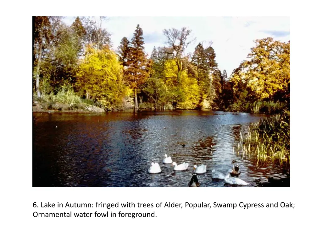 6 lake in autumn fringed with trees of alder