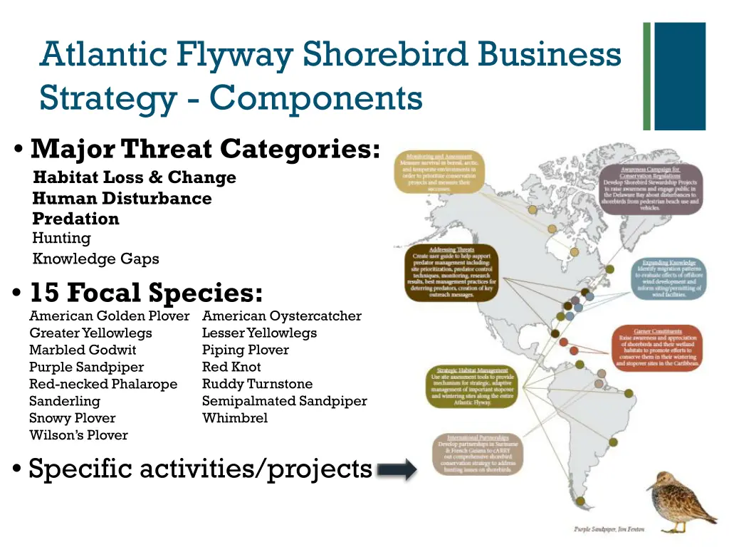 atlantic flyway shorebird business strategy 1