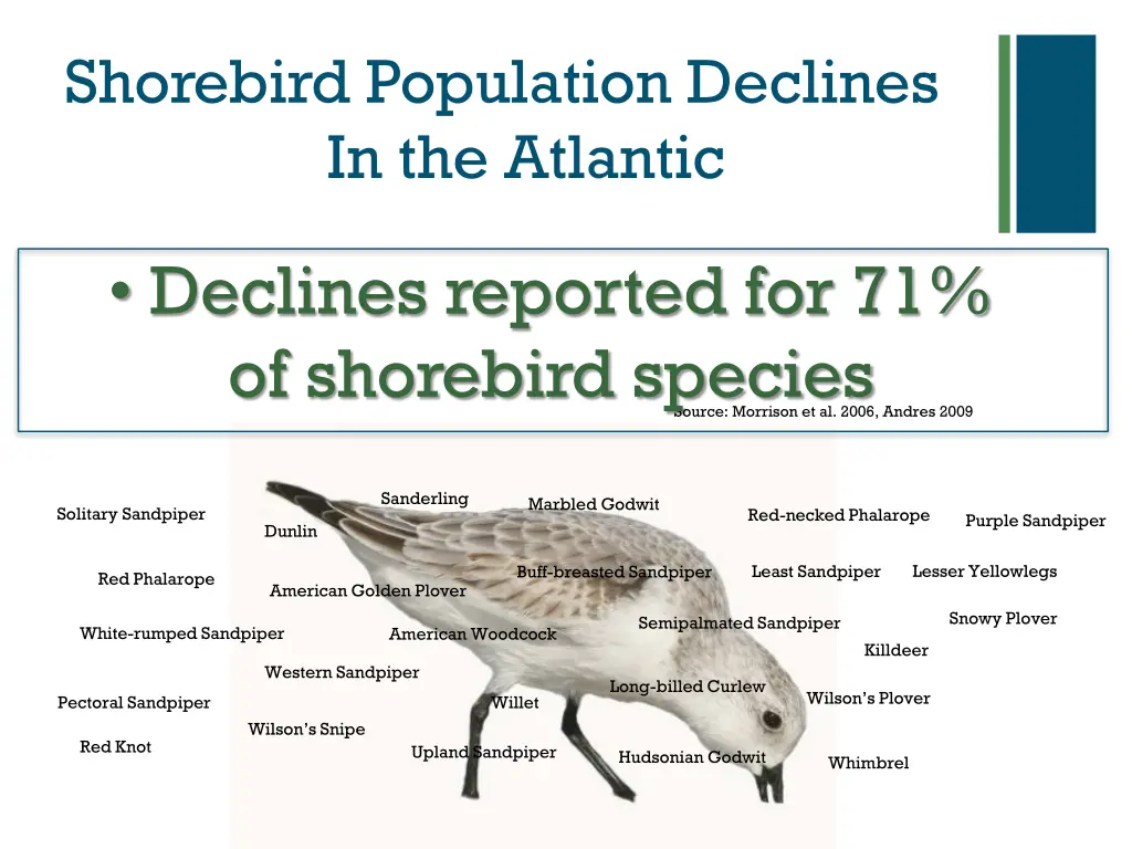 shorebird population declines in the atlantic