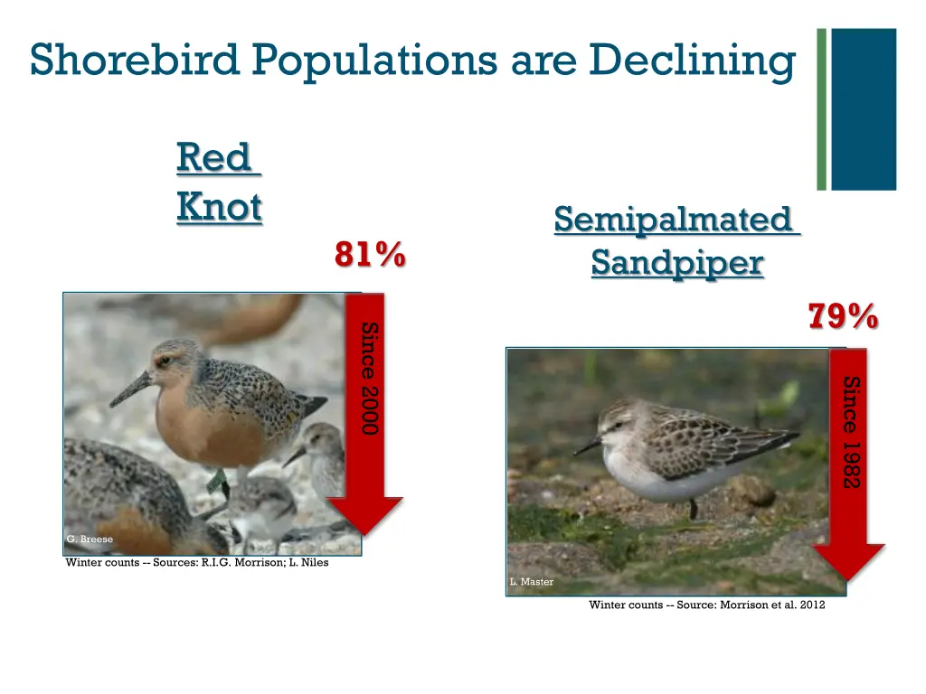 shorebird populations are declining