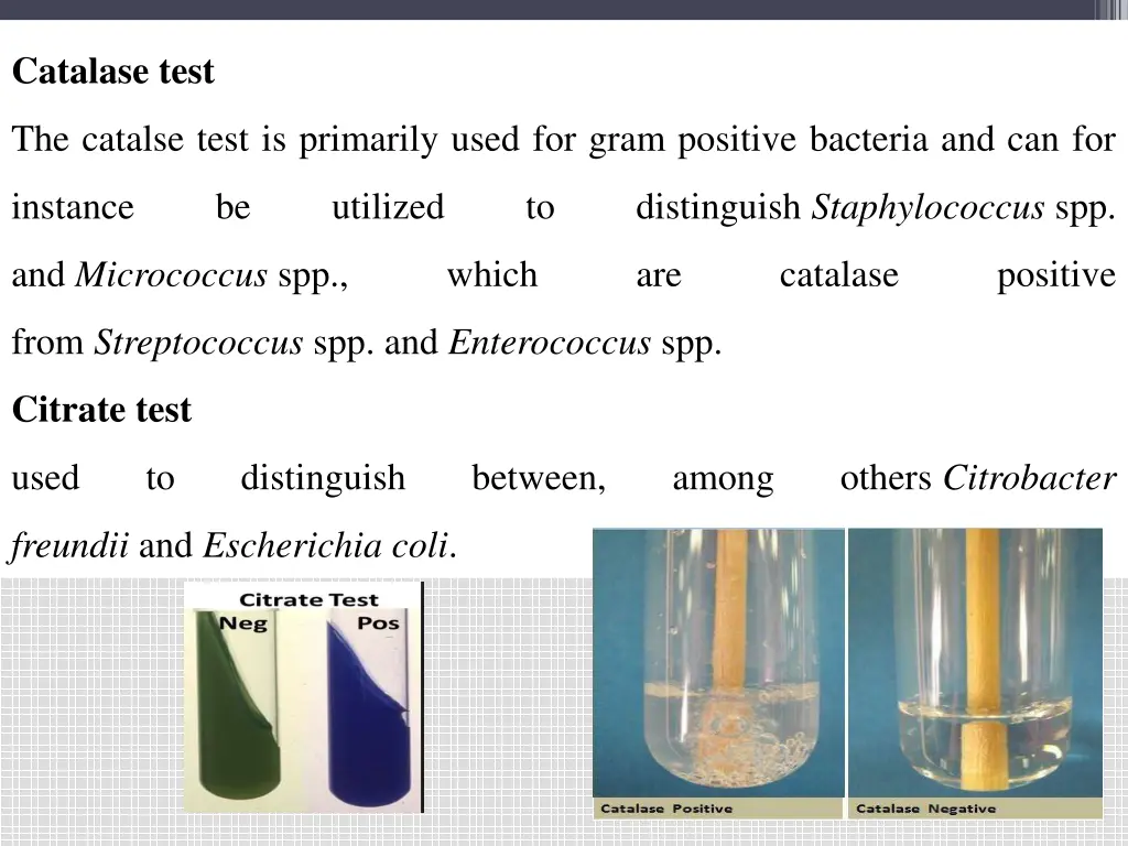 catalase test