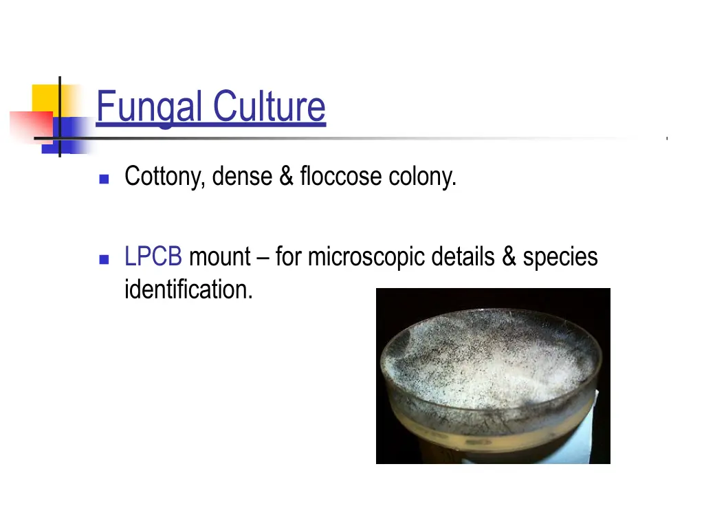 fungal culture 1