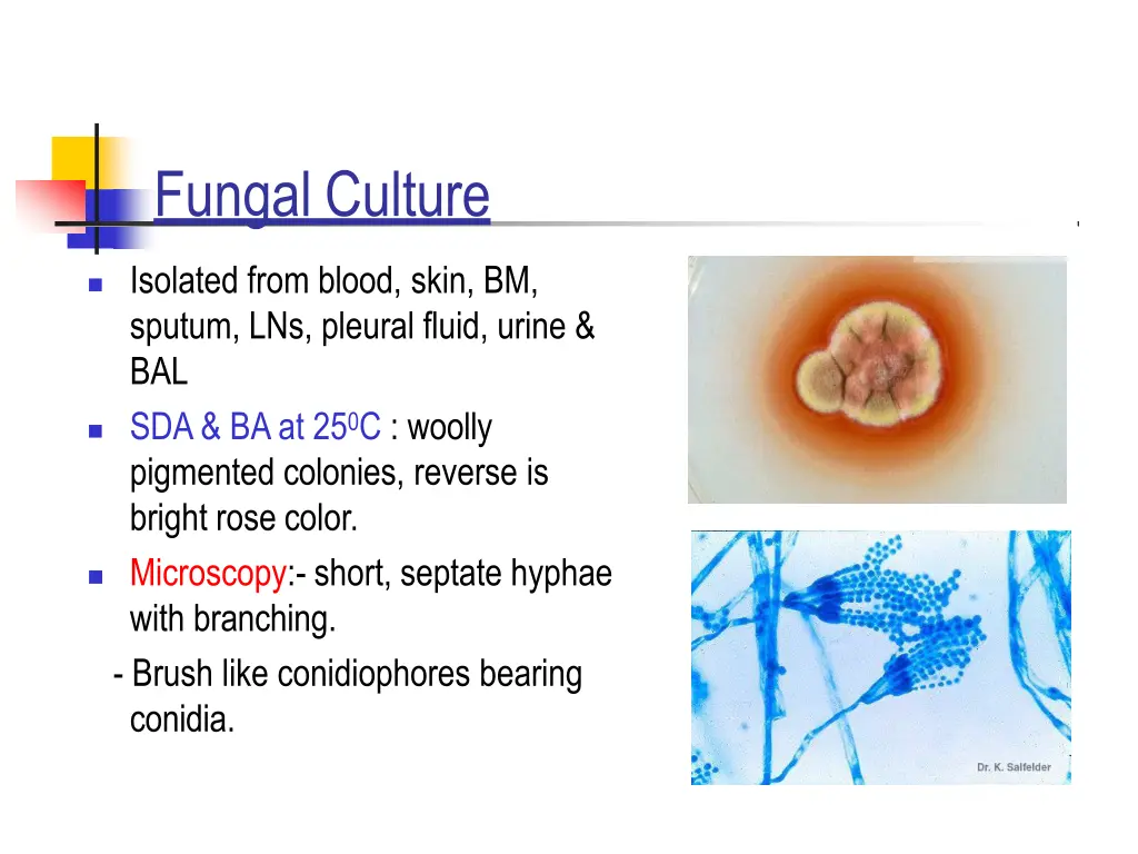 fungal culture 2