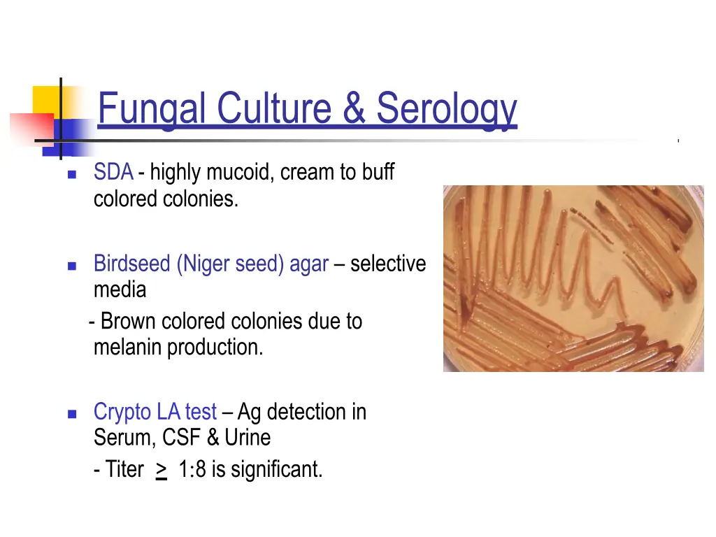 fungal culture serology