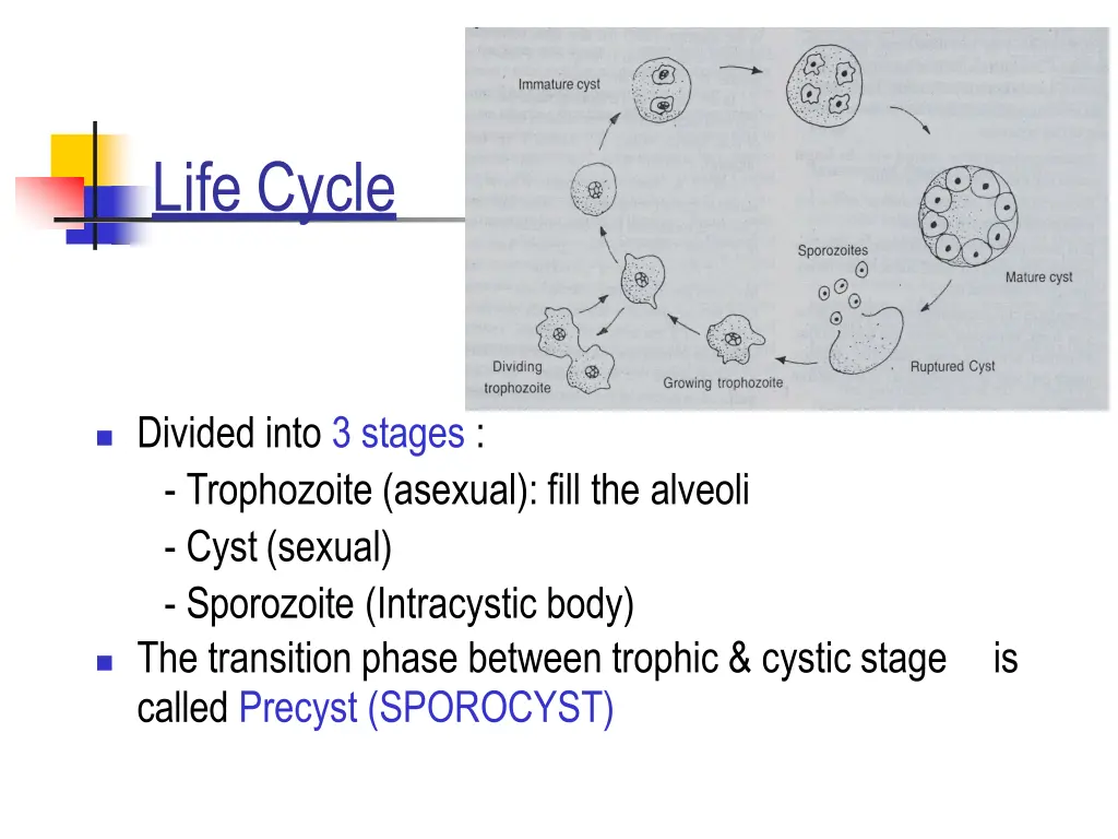 life cycle