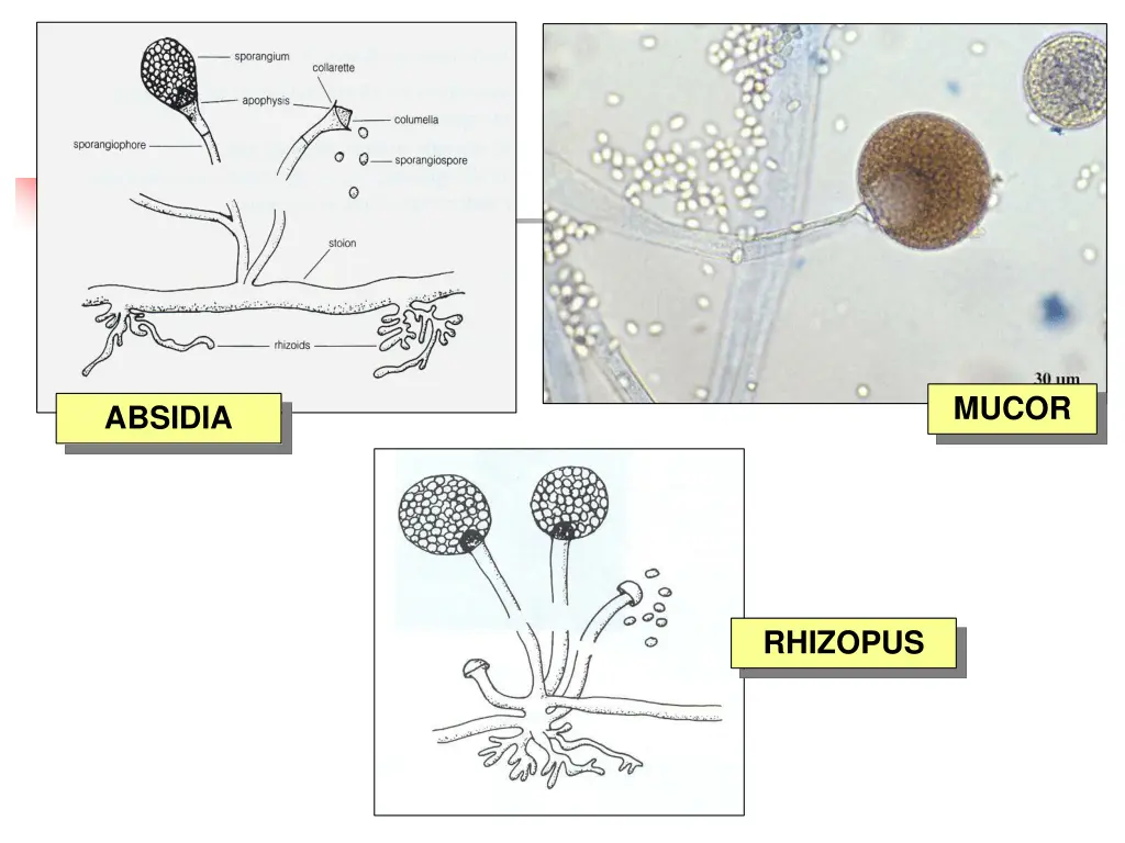 mucor