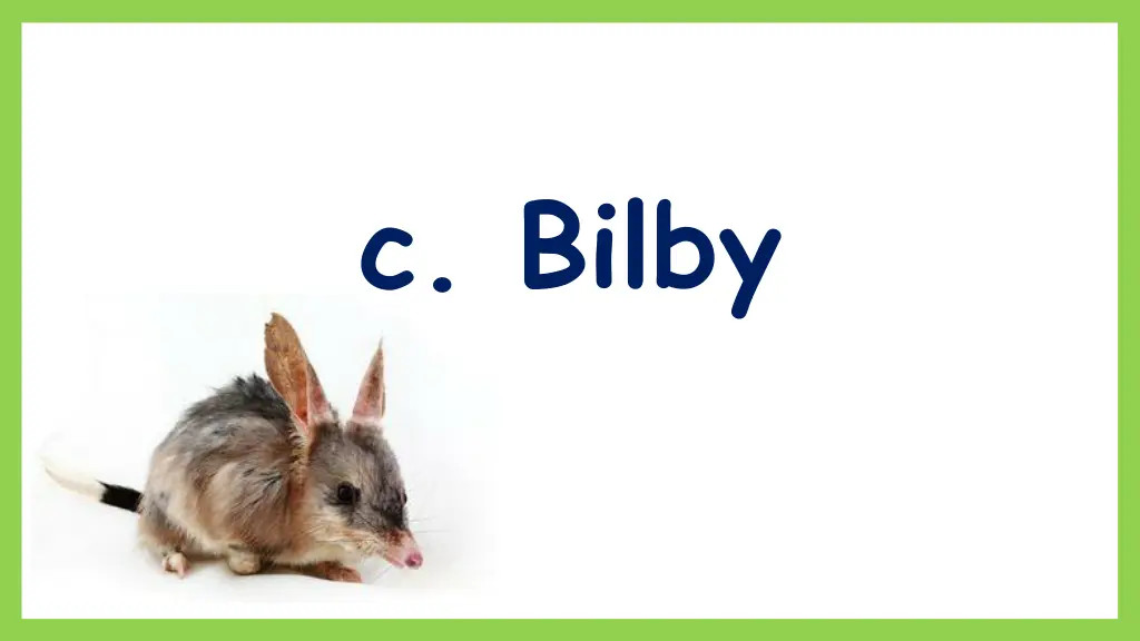 c bilby