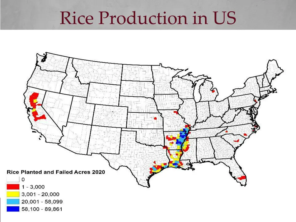 rice production in us 1