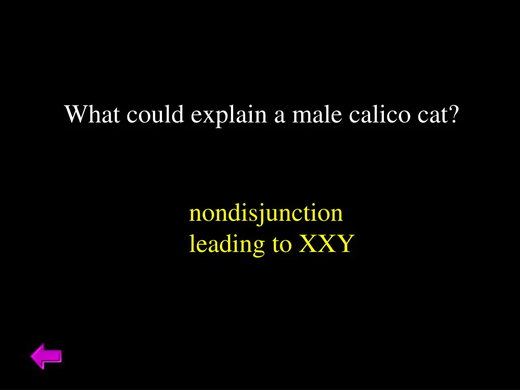 what could explain a male calico cat