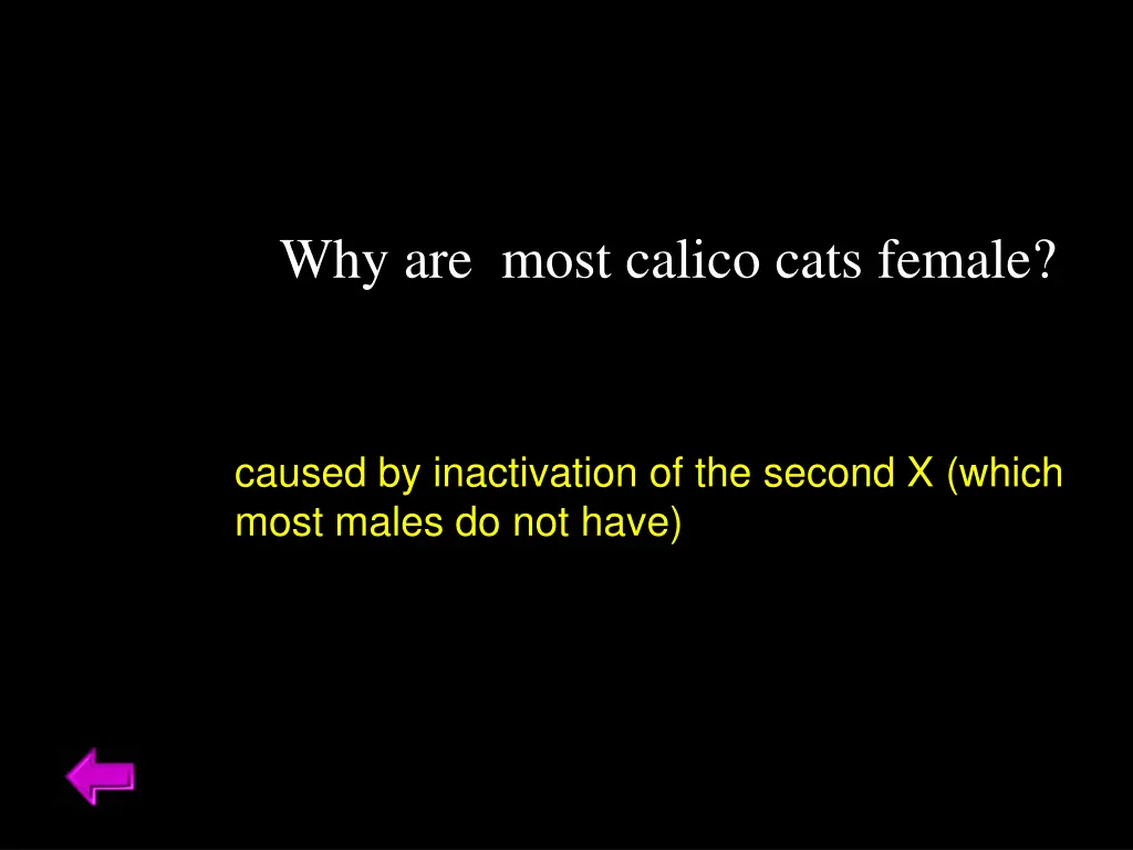 why are most calico cats female