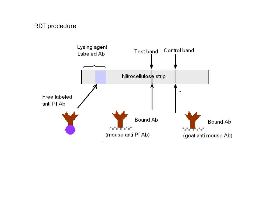 rdt procedure 1