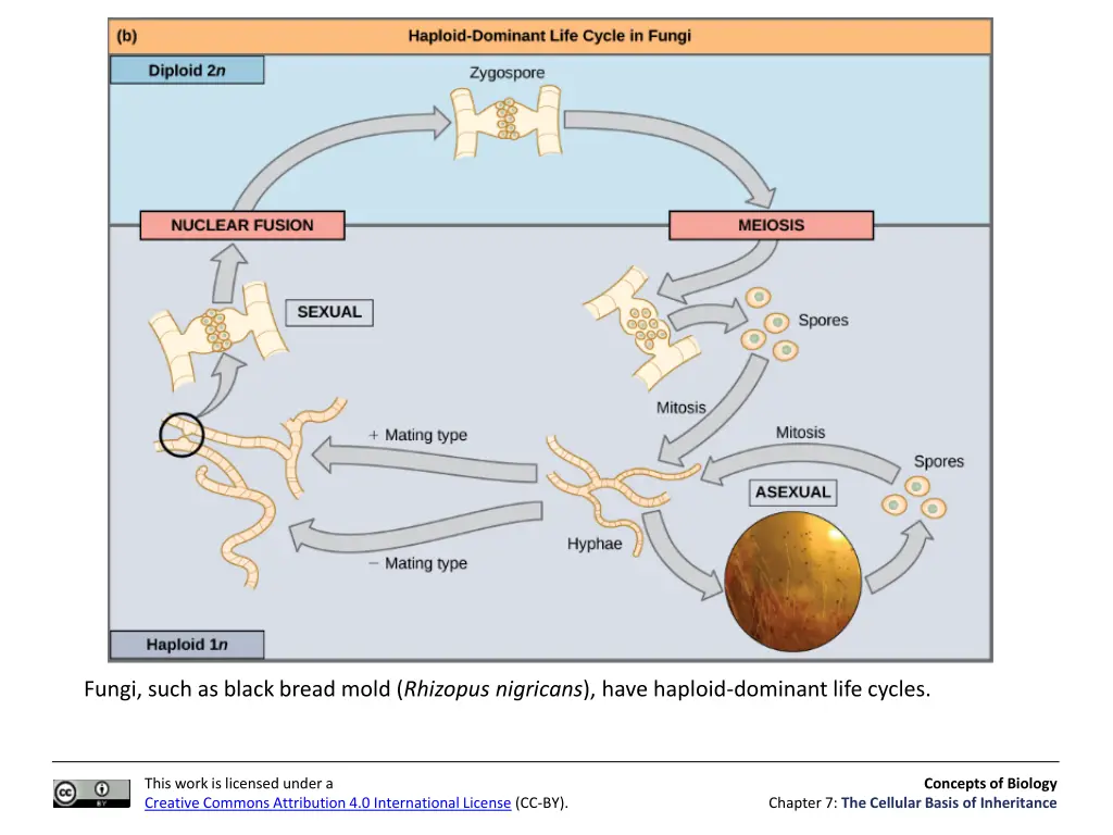 fungi such as black bread mold rhizopus nigricans