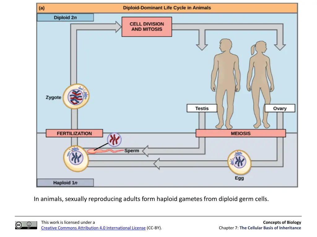 in animals sexually reproducing adults form