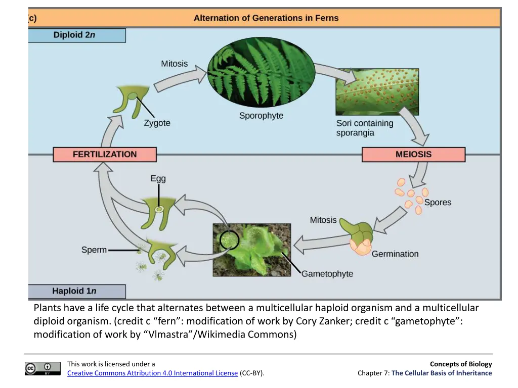 plants have a life cycle that alternates between