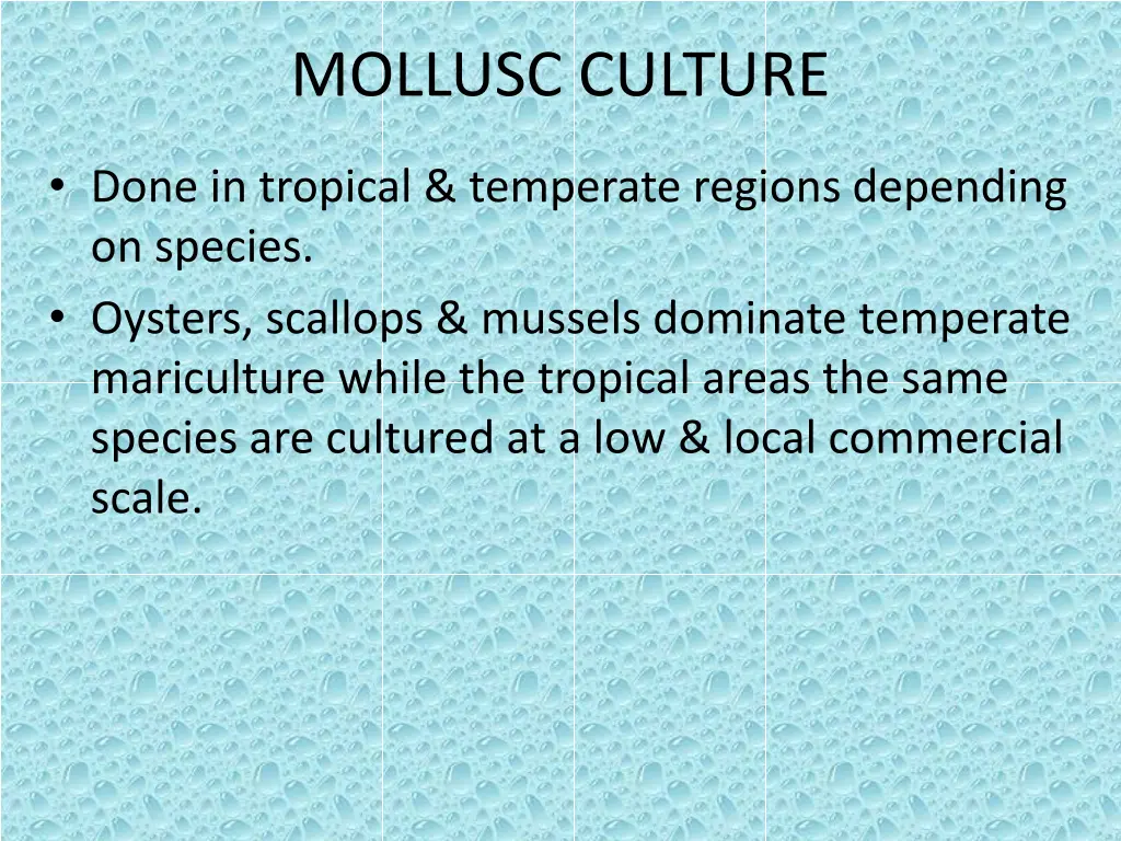 mollusc culture