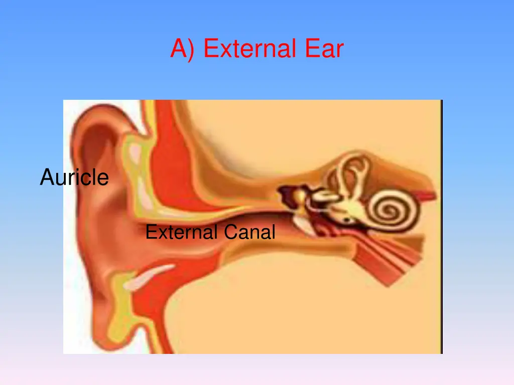 a external ear