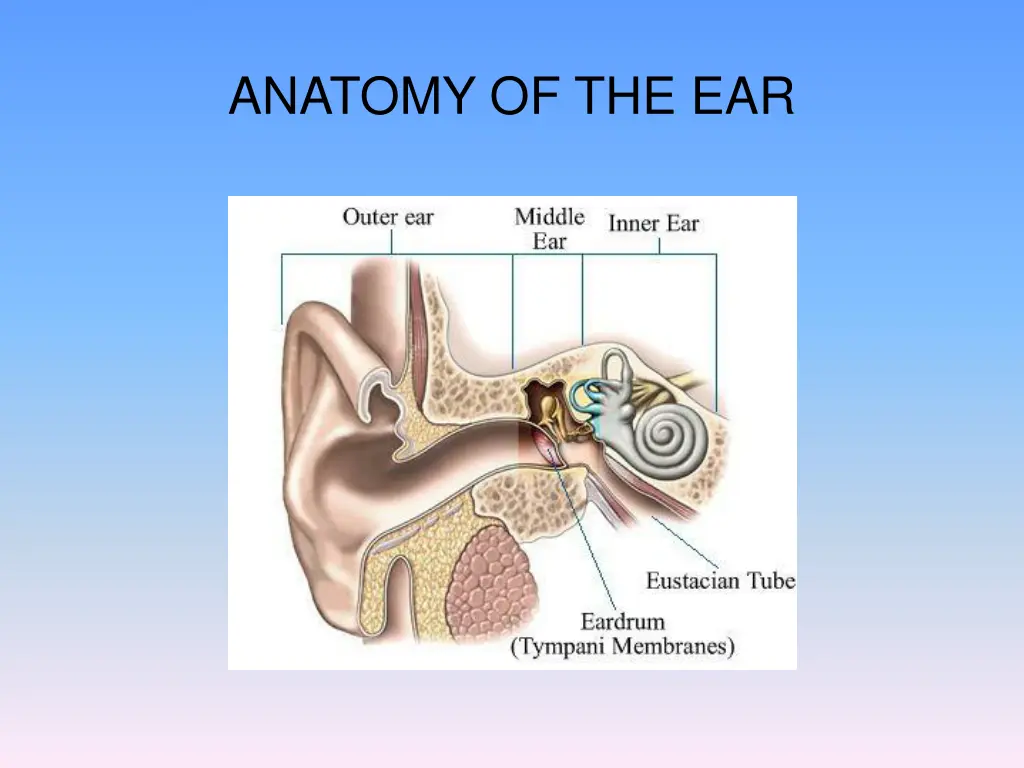 anatomy of the ear