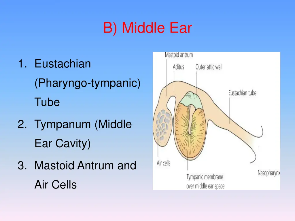 b middle ear