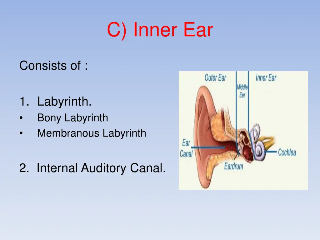 c inner ear