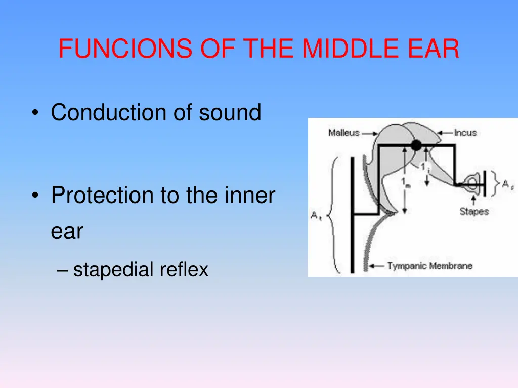 funcions of the middle ear