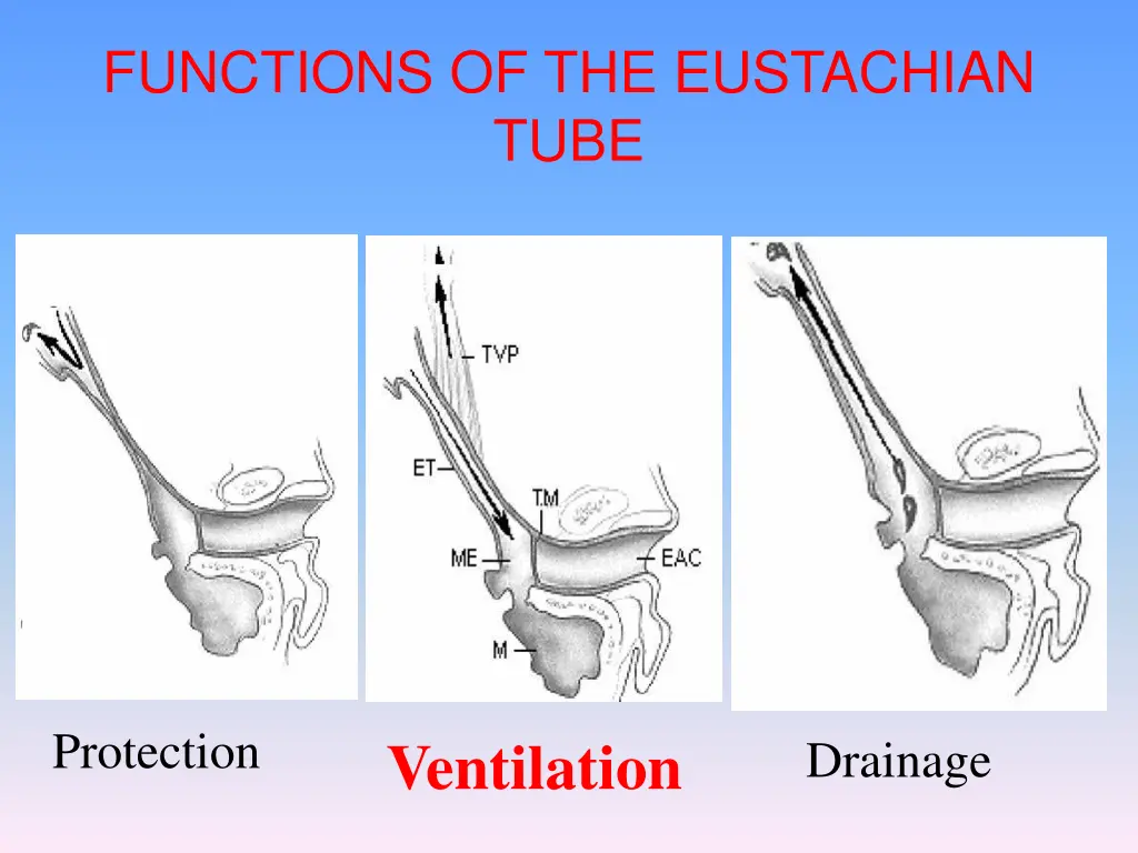 functions of the eustachian tube