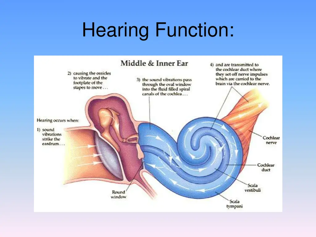 hearing function