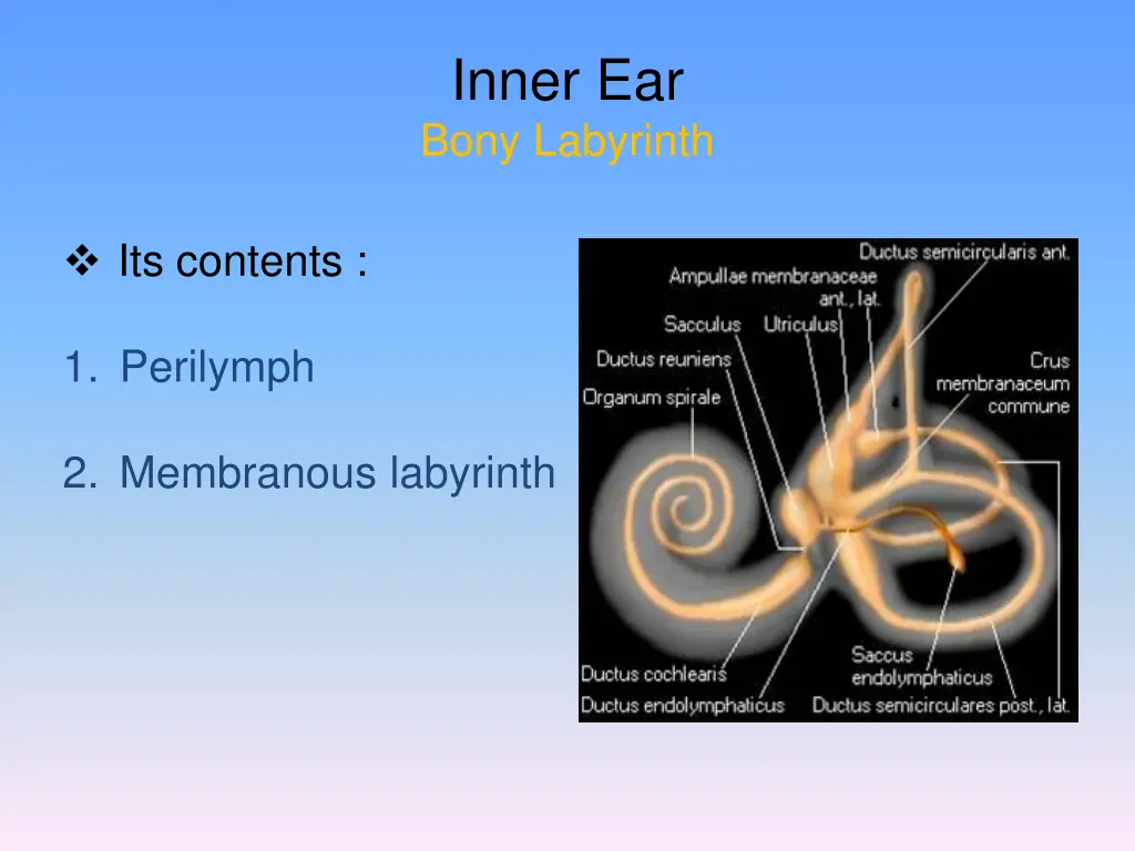 inner ear bony labyrinth 1