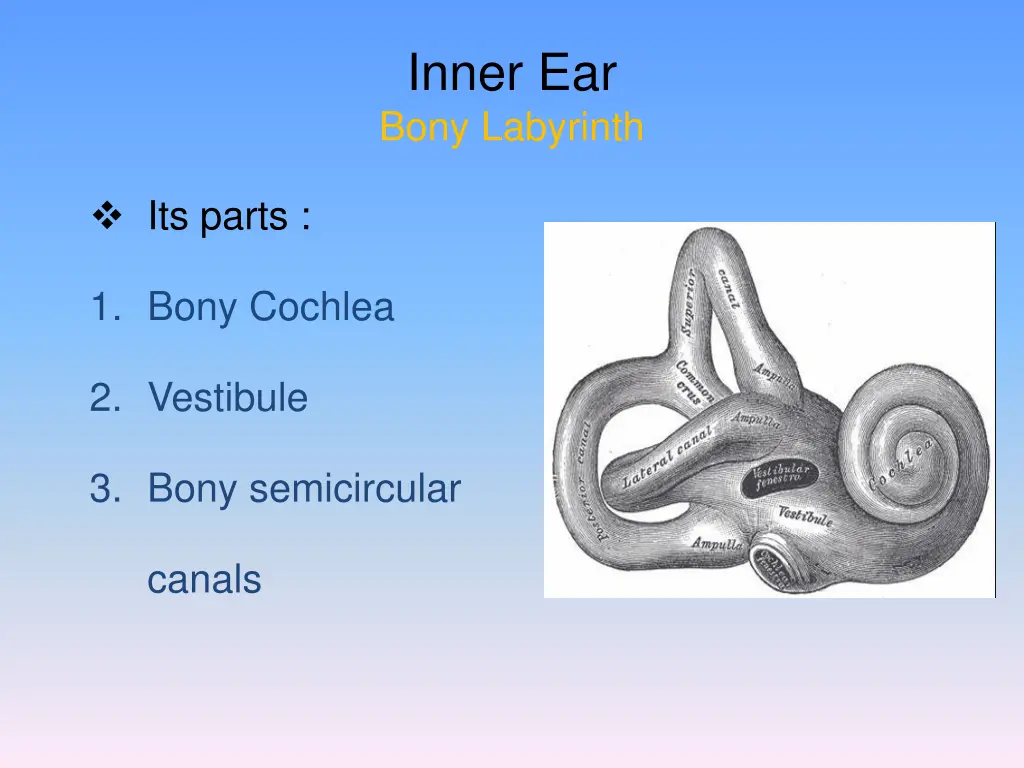 inner ear bony labyrinth