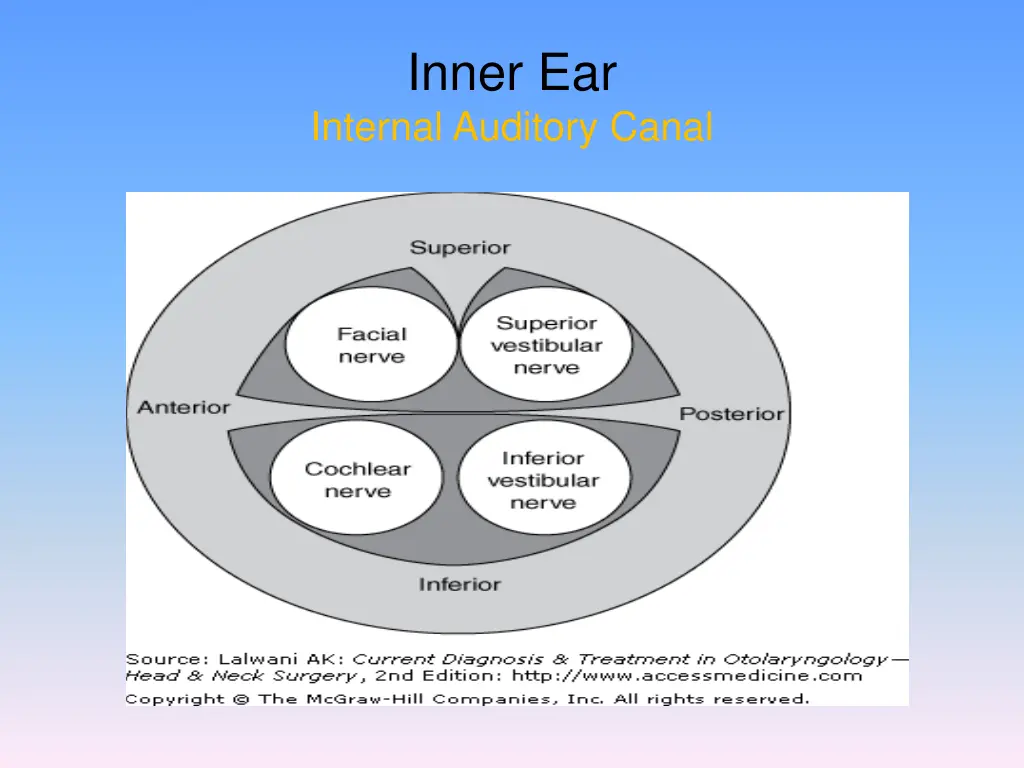 inner ear internal auditory canal 1