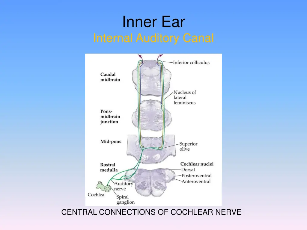 inner ear internal auditory canal 2