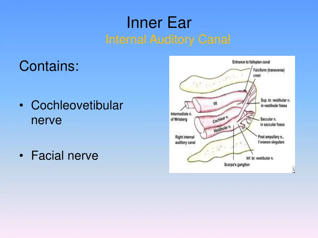 inner ear internal auditory canal