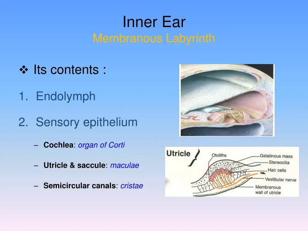 inner ear membranous labyrinth 1