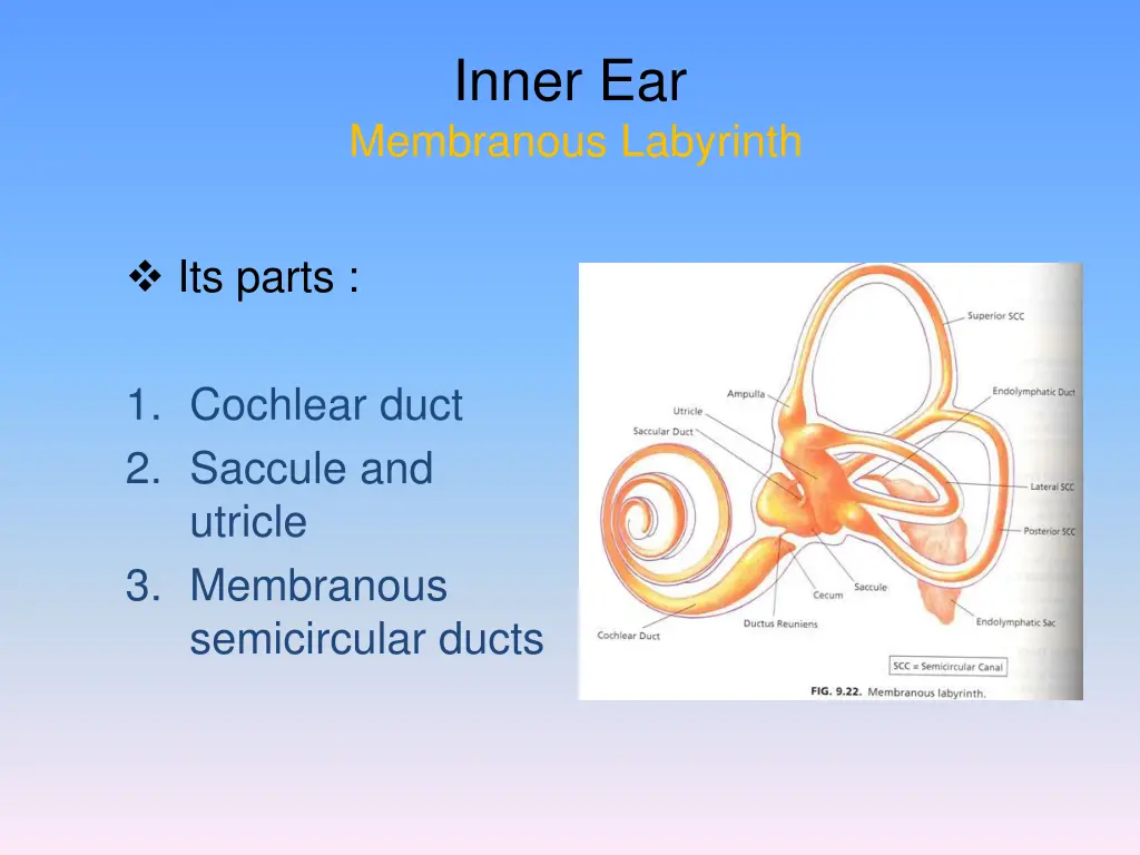 inner ear membranous labyrinth