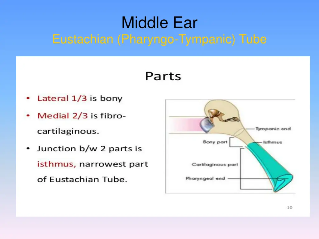 middle ear 1