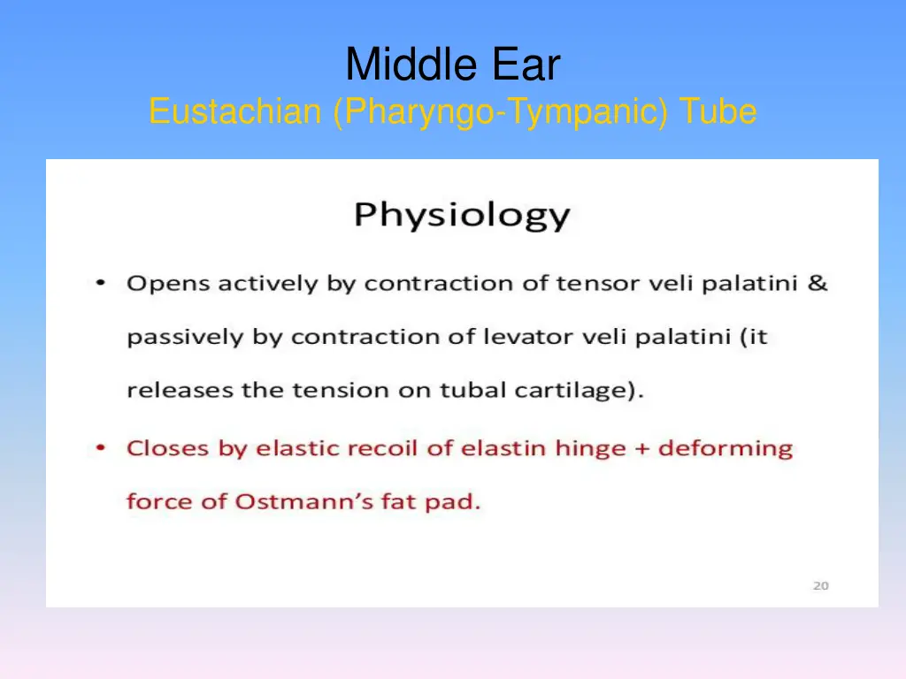 middle ear 2