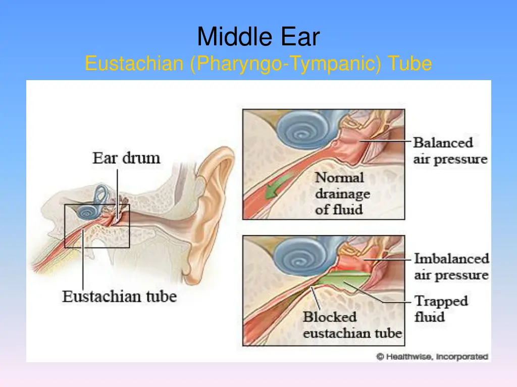 middle ear 3