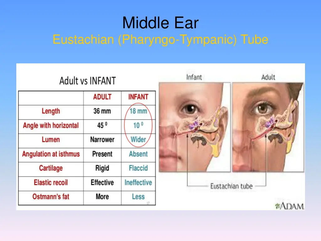 middle ear 4