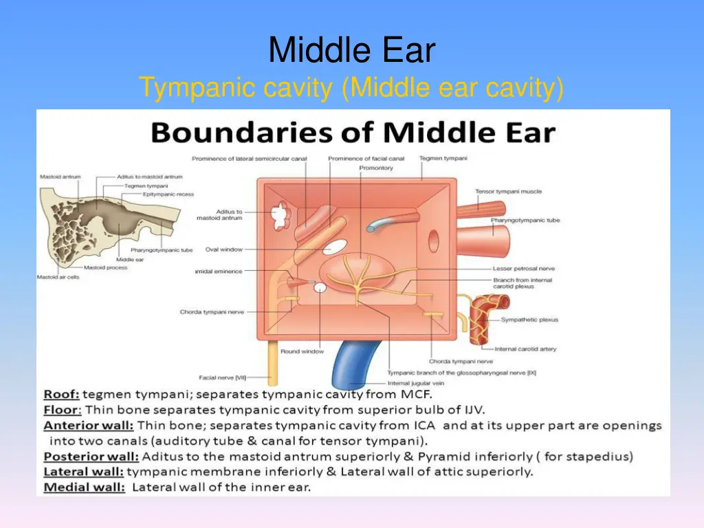 middle ear 5