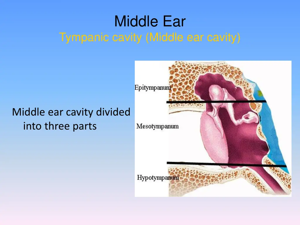 middle ear 7