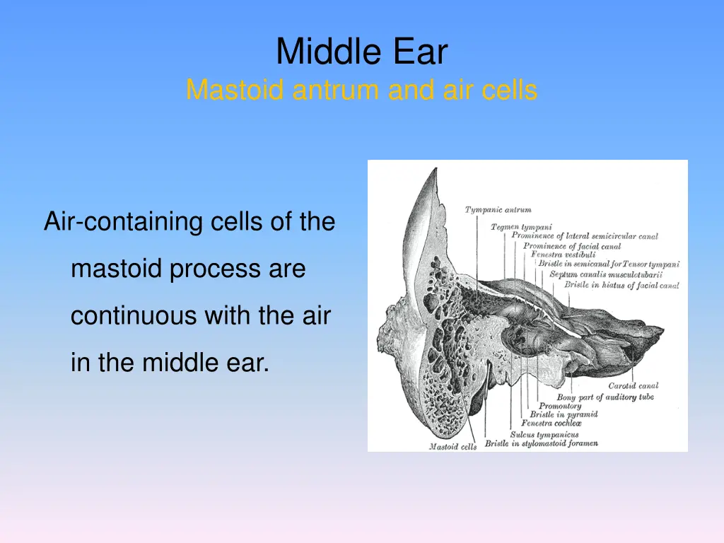 middle ear mastoid antrum and air cells