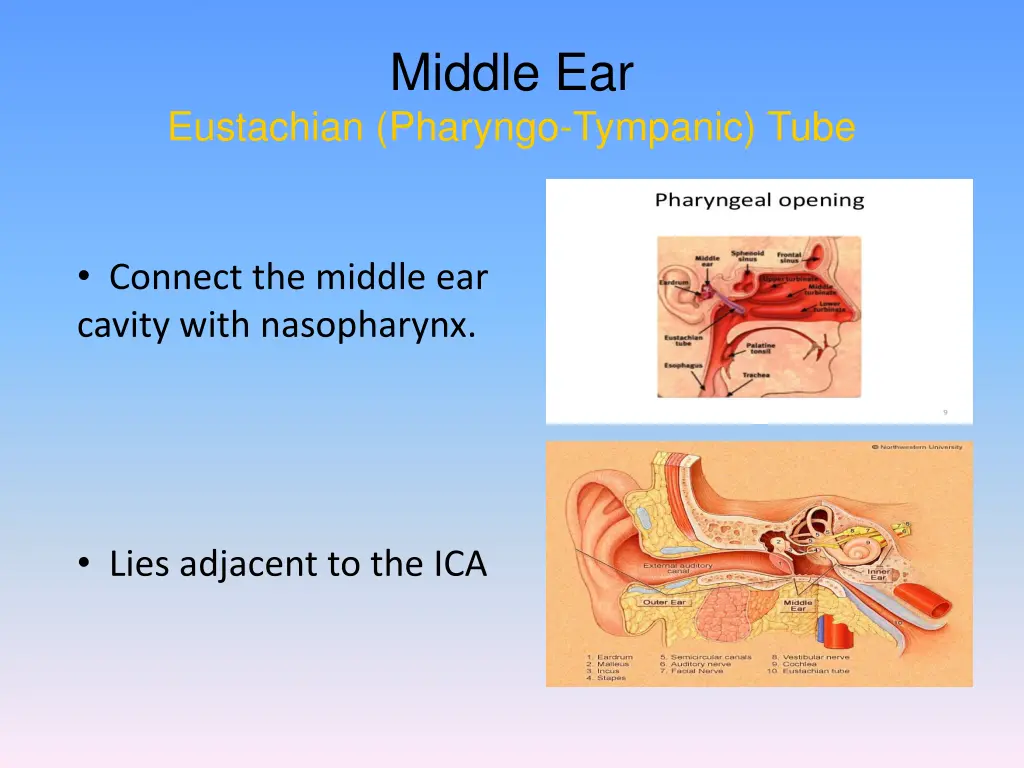 middle ear