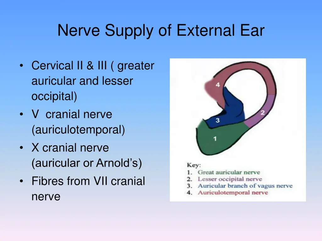 nerve supply of external ear