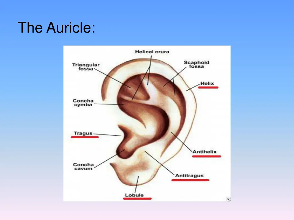 the auricle