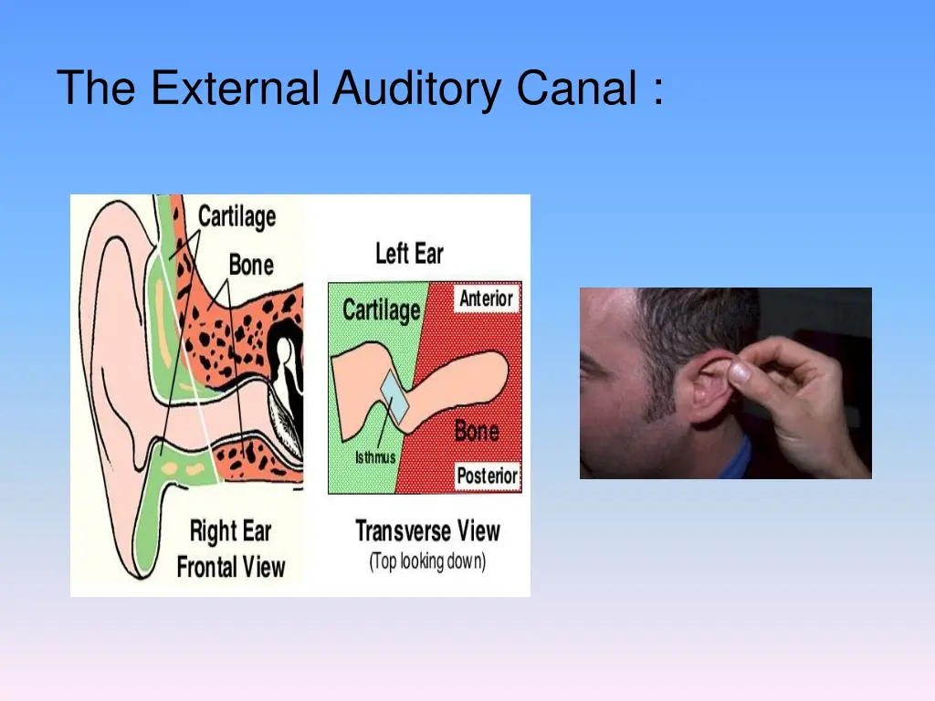 the external auditory canal 1