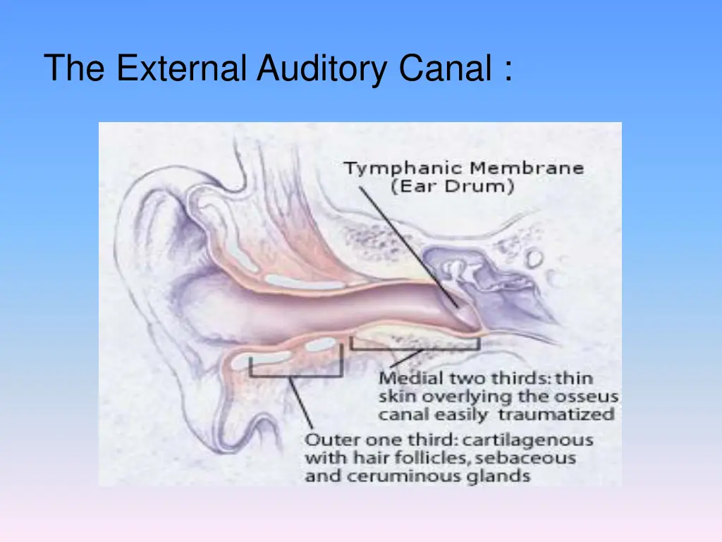 the external auditory canal