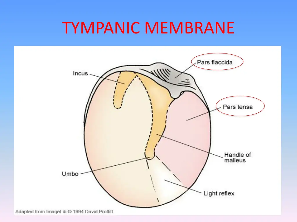 tympanic membrane 1