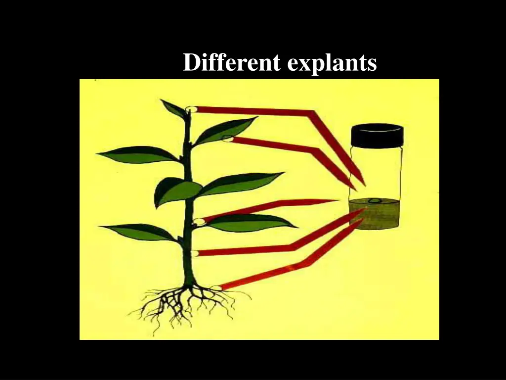 different explants